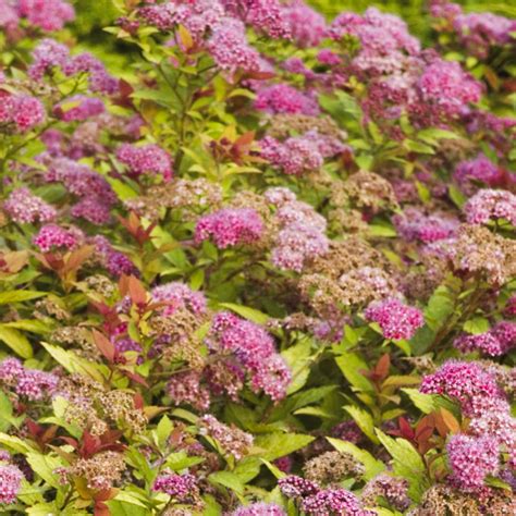 Creating a Stunning Border with Spiraea Magic Carpet